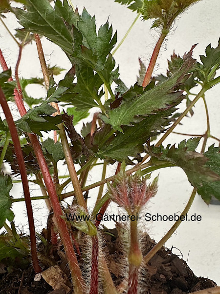 Astilbe chinensis „Delft Lace“® (i.12cmT.), Prachtspiere