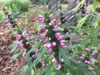 Leonorus sibiricus (i.10cmT.), Sibirisches Herzgespann, Marihuanilla, der kleine Hanf Leonorus sibiricus (i.10cmT.), Sibirisches Herzgespann, Marihuanilla, der kleine Hanf