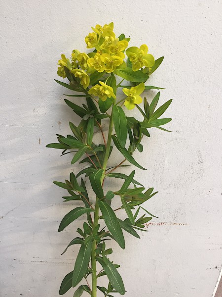 Euphorbia palustris „Teichlaterne“ (i.11cmT.)