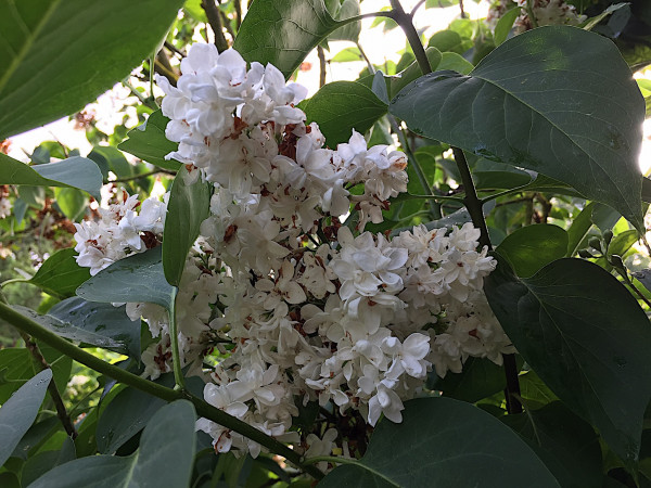Syringa vulgaris „weiss gefüllt“ (i.13cmTopf) jetzt 30-35 cm, Flieder Duft