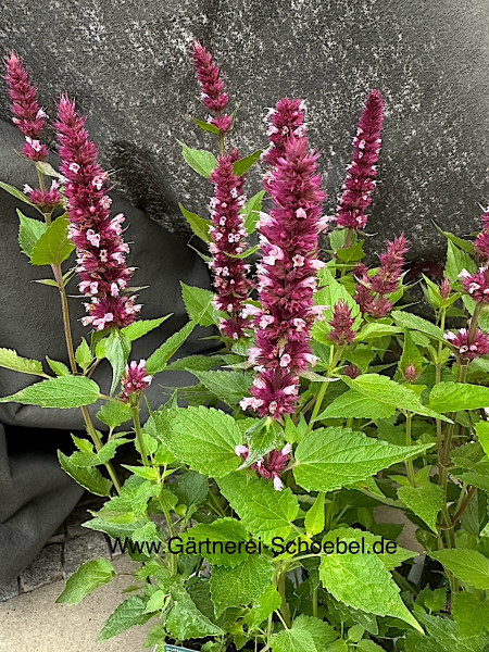 Agastache rugosa „Beelicious Pink ® (i.11cm T.)- Duftnessel