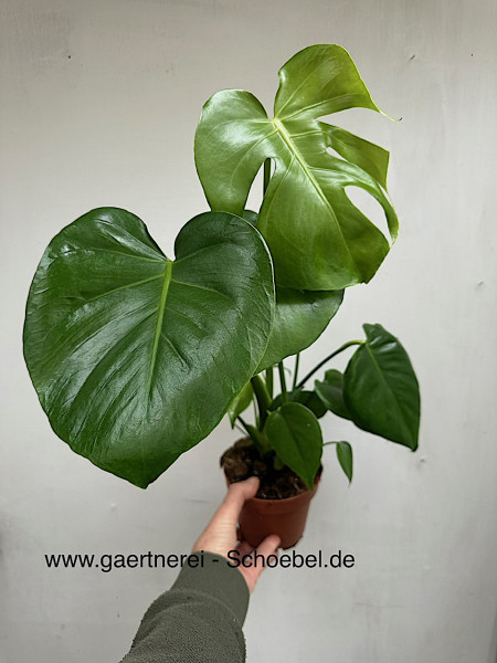 Monstera deliciosa (i.12cmT.)Fensterblatt, Schweizer Käse Pflanze