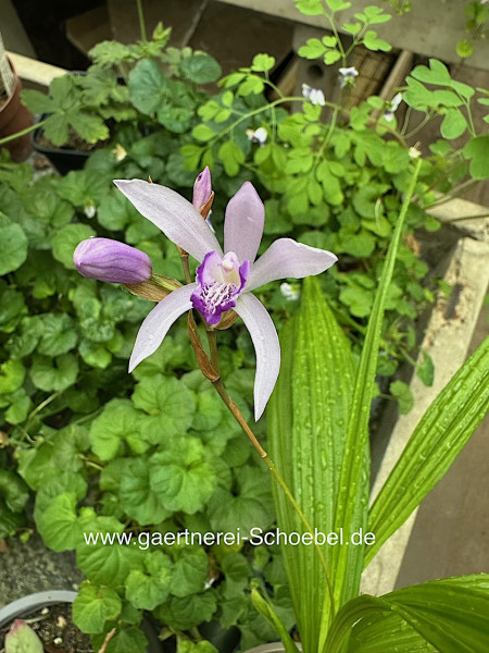 Bletilla striata ´flieder - lila ` (12cmTopf), Freiland Orchidee