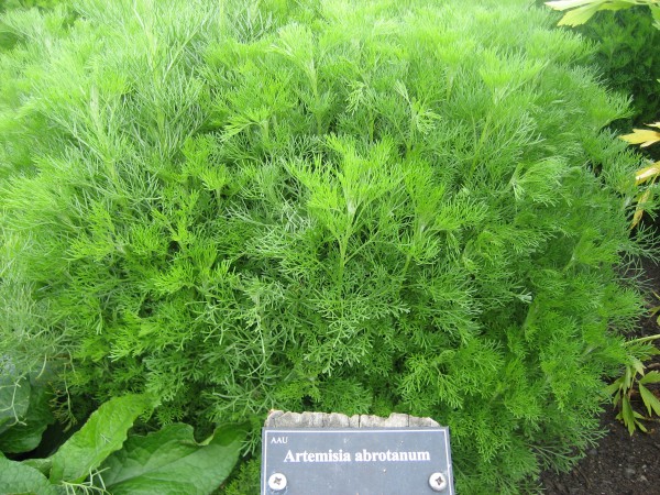 Artemisia abrotanum (i. 9cm Topf) Eberaute
