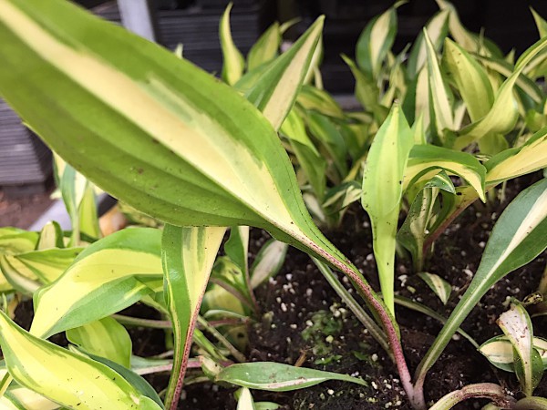 Hosta x cultorum „Cherry Berry“ (i.9cmT.),Funkie