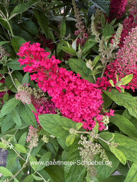 Buddleia davidii „Buzz® Velvet“ Himbeer (i. 13cm T.), Schmetterlingsstrauch