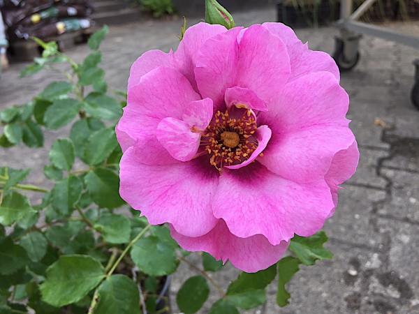 Rose „Orienta®“ (i.3 l Topf), Bienen -Duft- Rose