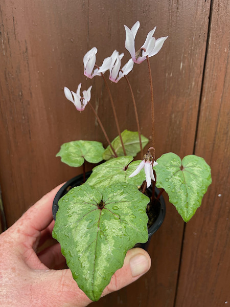 Cyclamen repandum „Album“ (i.9cmT.)