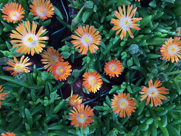 Delosperma „Jewel of Desert TopazR“(i.11cmT.)