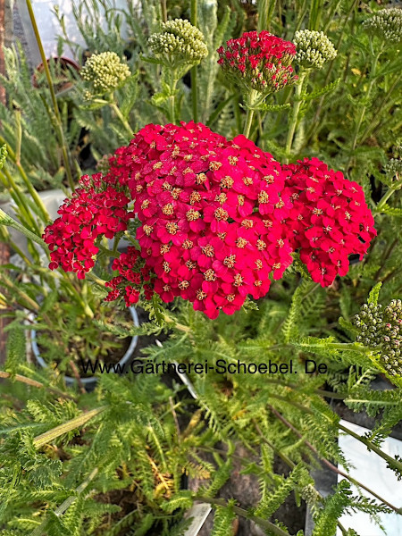 Achillea millefolium „Paprika“ (i.15cmT.), Schafgarbe