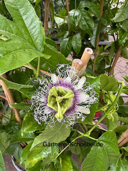 Passiflora edulis „Suntropics“ ®(18cmT.), Maracuya, Passionsblume