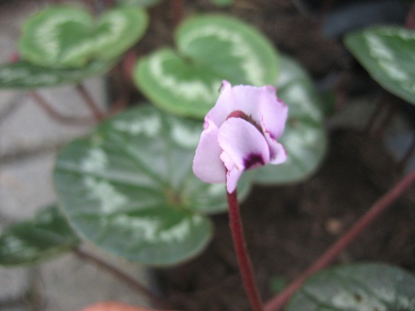 Cyclamen coum "Pfeilspitz Something Magic rosa "(i.9cmT)