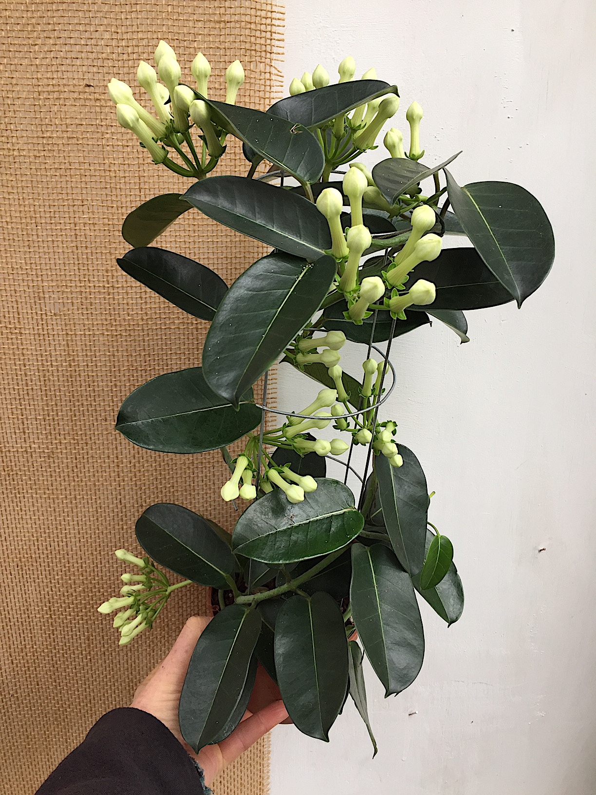 Stephanotis floribunda -Duft-, Kranzschlinge (i.12cm T.) | Kbelpflanzen |  Duft- und Wandelgrtnerei Schoebel