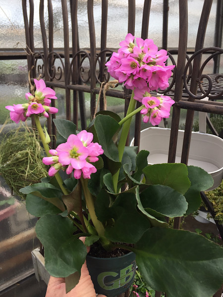 Bergenia cordifolia „Abendkristall ®“(i.11cmT.), Bergenie