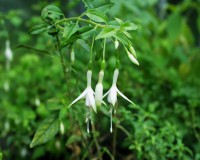 Fuchsia magellanica ´Album` (i. 9cm T.) Freiland Fuchsie Fuchsia magellanica ´Album` (i. 9cm T.) Freiland Fuchsie