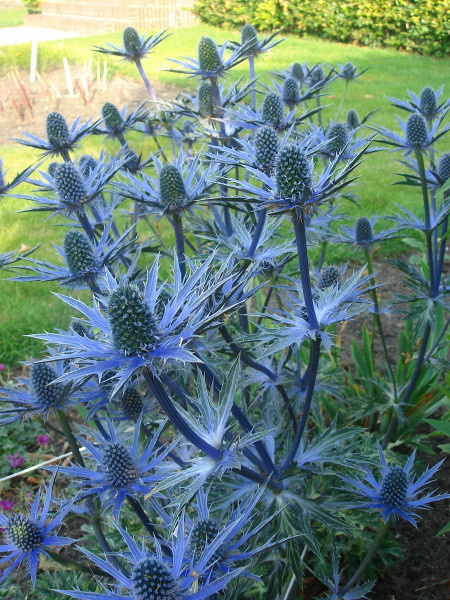 Eryngium x zabelii „Big Blue®“ (i.9cmT.), Zabels Garten - Mannstreu