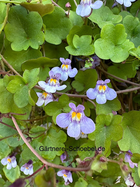 Cymbalaria pallida „blau“ (i.9cmT.), Zimbelkraut