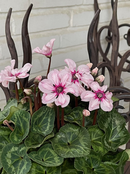 Cyclamen persicum „Flügelchen“ (i.12 cmT.), Zartrosa m. Auge-Neuheit 24