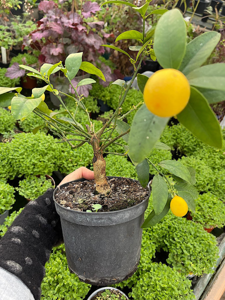 Citrus „Lemon“ (i.14cmT.)