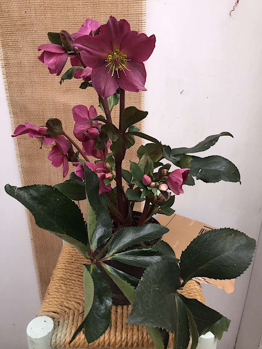 Helleborus , Christrose, rot_ x glandorfensis HGC® Ice N' Roses® Early