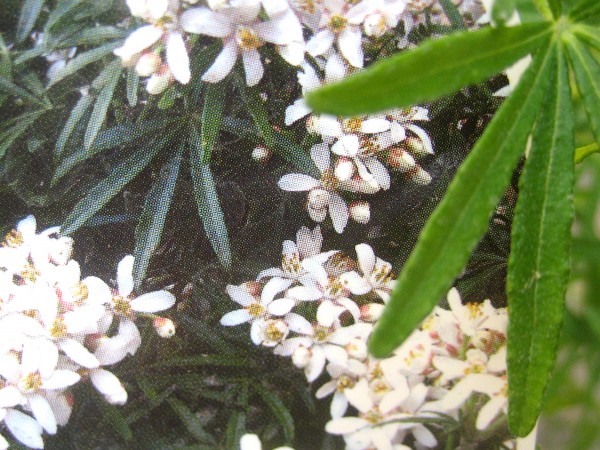 Choisya ternata "White Dazzler" (i.12cmT.) Orangen Blume