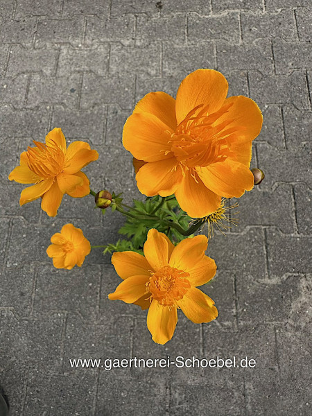 Trollius Chinensis "Golden Queen" (i. 12cmT.) Trollius