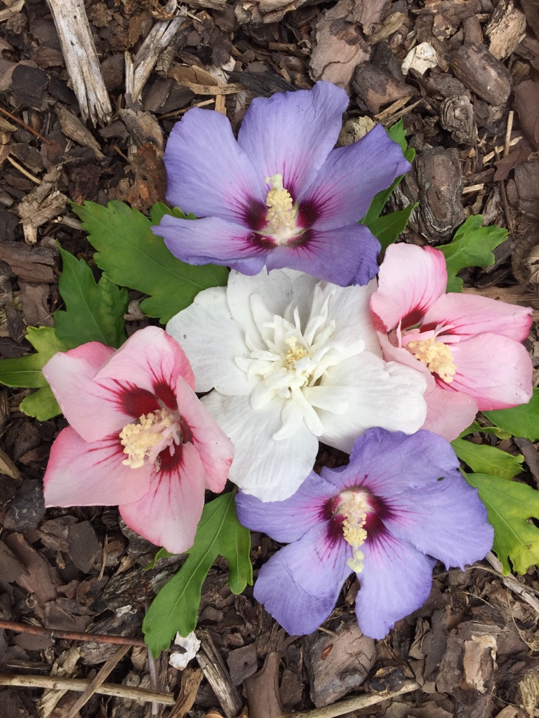 Hibiscus syriaca „Glücks Farbe“ (i.9cmTopf), Straucheibisch