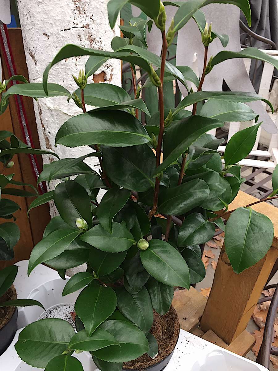 Camelia japonica Flame (i.13 cmT.) jetzt 35-40 cm hoch | Kbelpflanzen |  Duft- und Wandelgrtnerei Schoebel