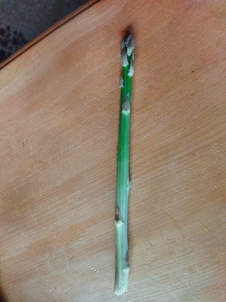 Asparagus officinalis „grün“ (i.11cmT.), Spargel grün