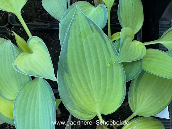 Hosta x tardiana „June“® (i.9cmT.), Gelblaub Funkie