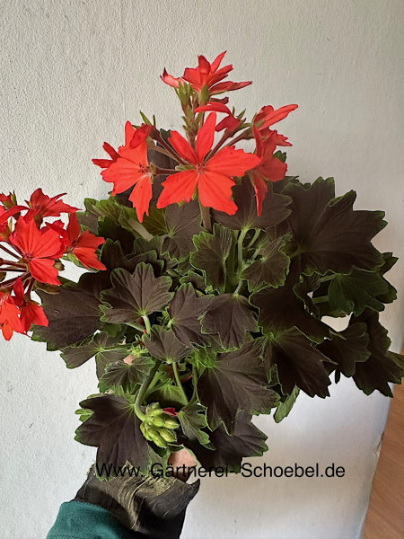 Pelargonium Sternblütige ´Fireworks Scarlet` (i.10cmT.)
