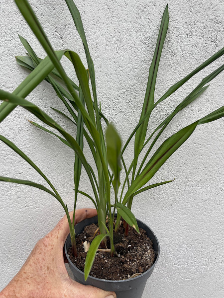 Curcuma alismatifolia „Oriental Fantasy“ (i.12cmT.), Safranwurz