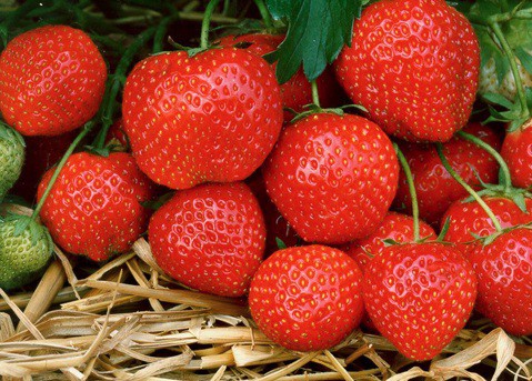 "Elsanta" (10cmTopf) Erdbeere, mittelfrüh-spät