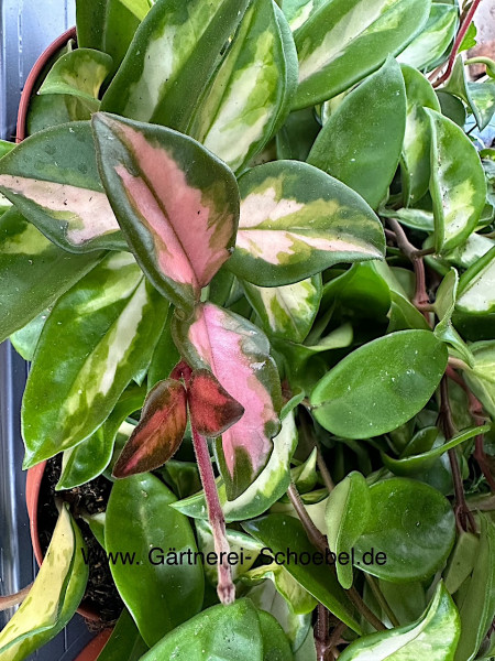 Hoya carnosa „Triocolor“ (i.12 cmT.), Wachsblume