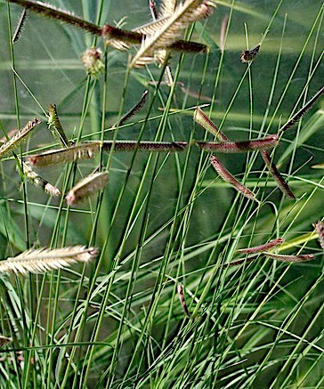 Bouteloua gracilis (i.9cmT.) Moskito - Gras