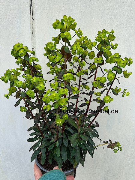 Euphorbia amygdaloides ´Purpurea` (i.15cmT.) Wolfsmilch
