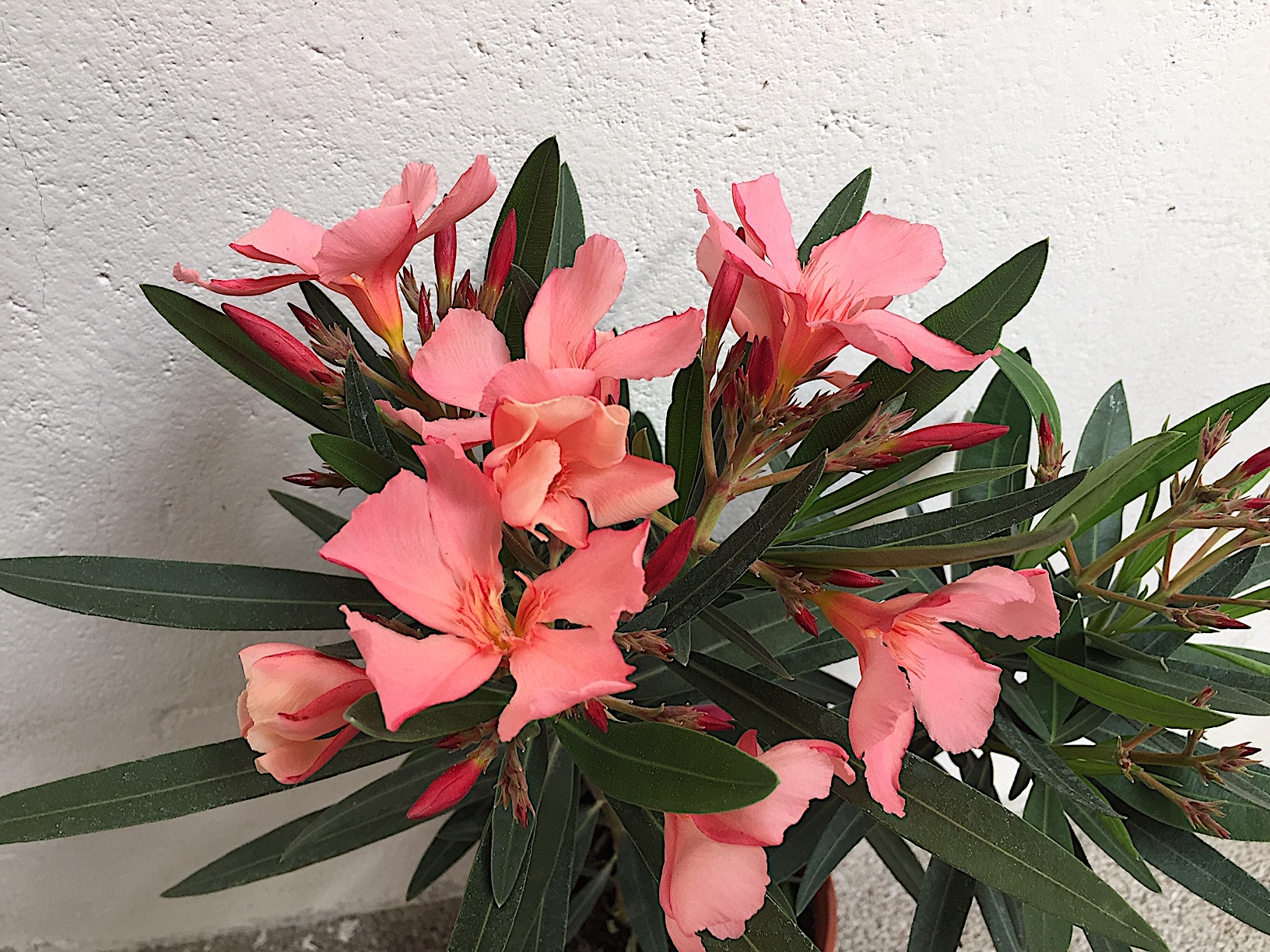 Nerium oleander, „ orange offene Blüte“ (i.14cmT.) Kübelpflanzen