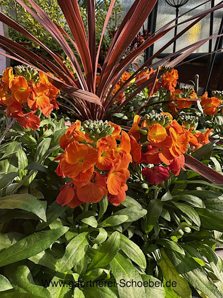 Erysimum cheiri „ocker - orange“ (i.12cmT.), Goldlack, Lenzleuchten