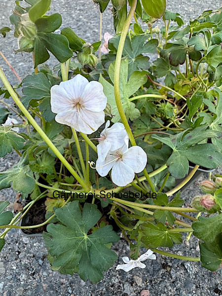 Geranium x cantabrigiense „Abendstern“ (i.9cmT.),weiss, Storchenschnabel