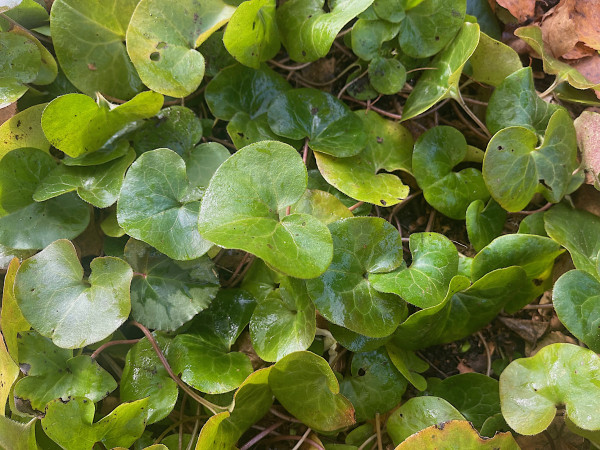 Asarum europaeum (i.9cm T.) Haselwurz