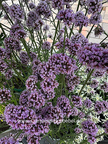 Verbena bonariensis (i.13cm T.) Argentinisches patagonisches Eisenkraut