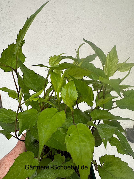 Aster divaricatus „Tradescant“ (i. 11cmT.), Sternen Aster