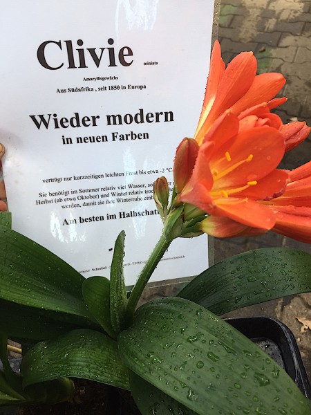 Clivia miniata (i.13cmT.)“Orange“