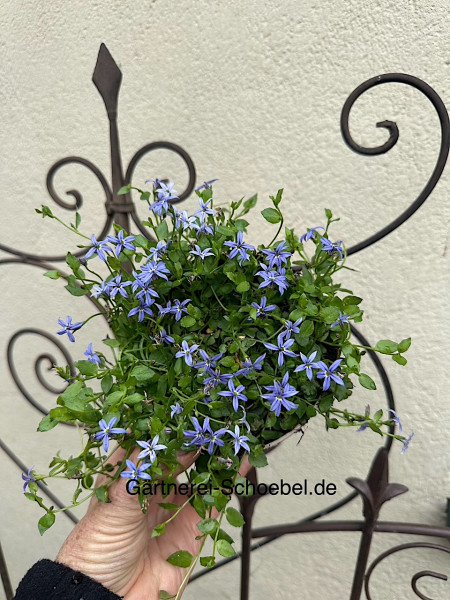 Isotoma fluviatilis (i.11cmT.Rund Topf)dunkelblau, Blausternchen