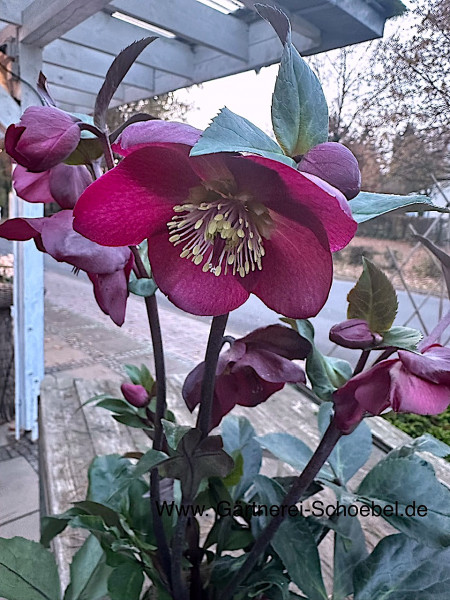 Helleborus x glandorfensis HGC® Ice N' Roses® Red Romance(i.17cmT.), Christrose, rot sehr dunkel