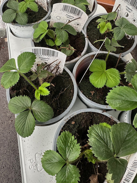 Fragaria "Elvira" (10,5cm Topf), Erdbeere, früh