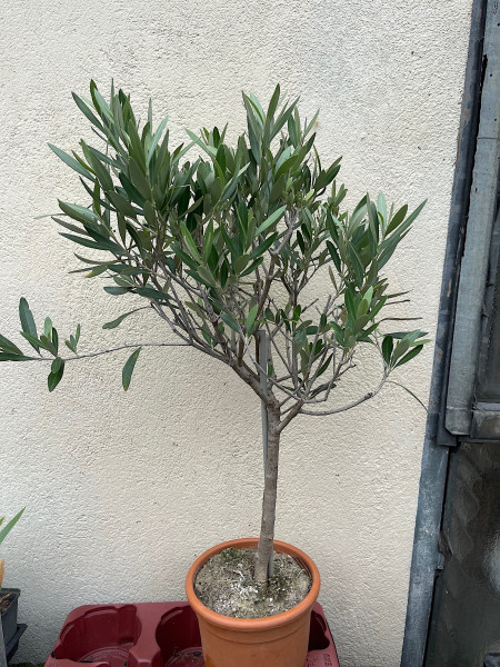 Olea europea „Stämmchen“ (i.17 cmTopf), Oliven Baum