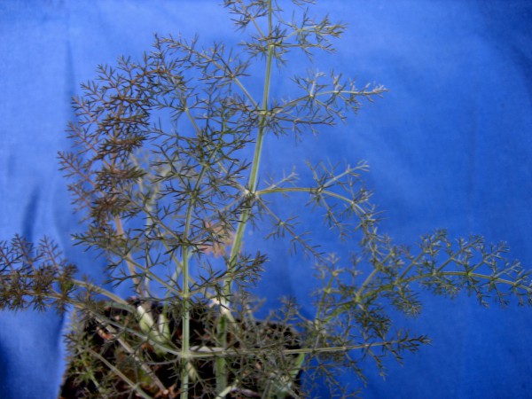 Foeniculum vulgare var. rubra Rubrum (i.12cmT.) Bronzefenchel