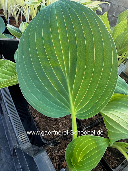 Hosta undulata „Univittata“ (i.9cmT.)-Schneefeder Funkie