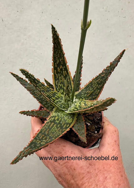 Aloe zebrina „Danyz“ (i.10 cmT.) Seestern Aloe